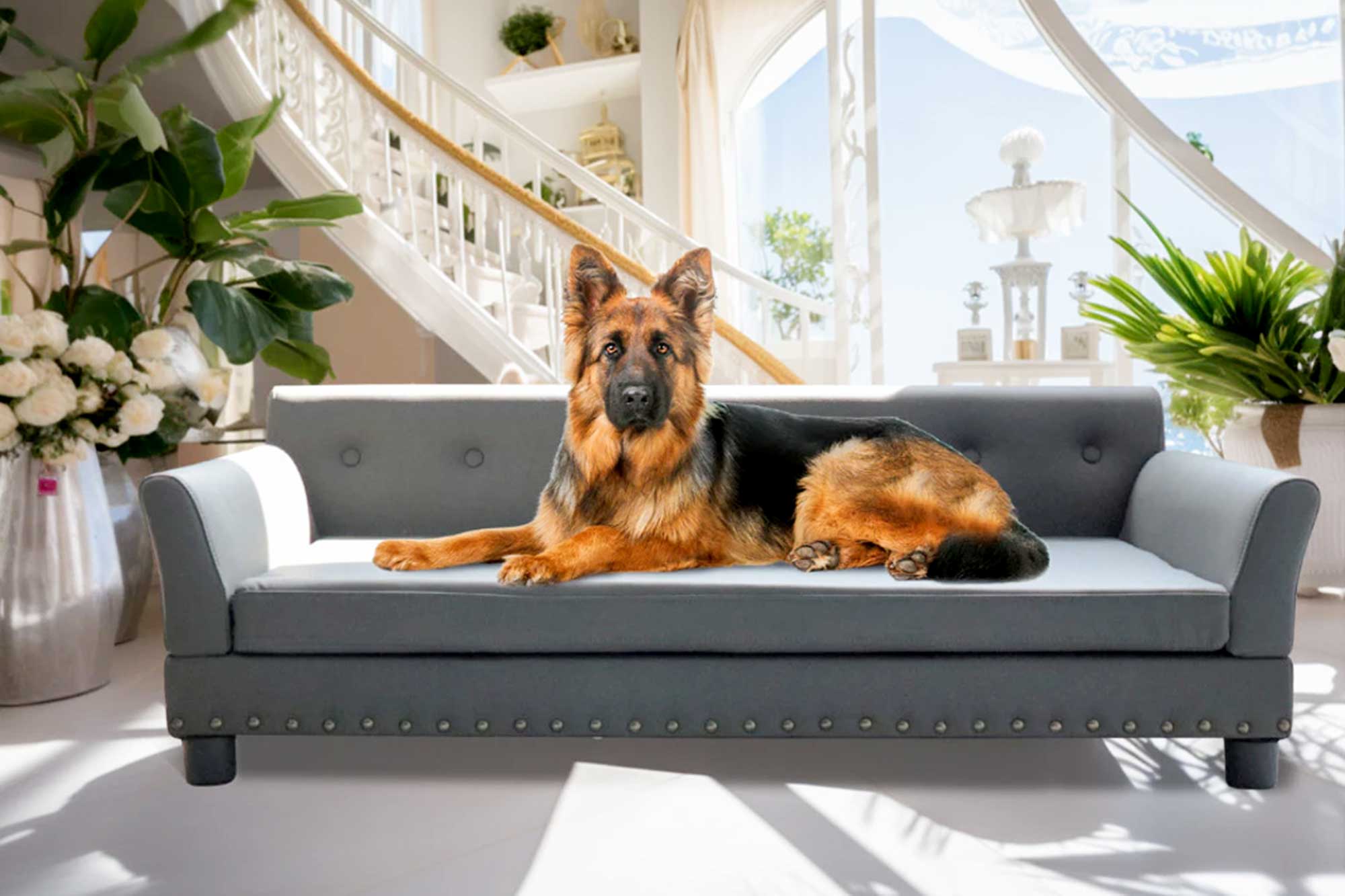 Dogs Bed B