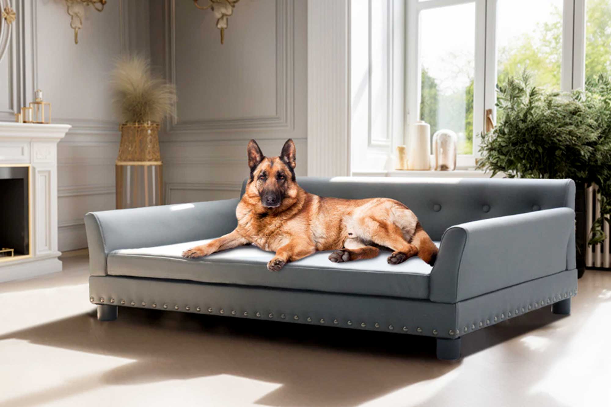 Dogs Bed C