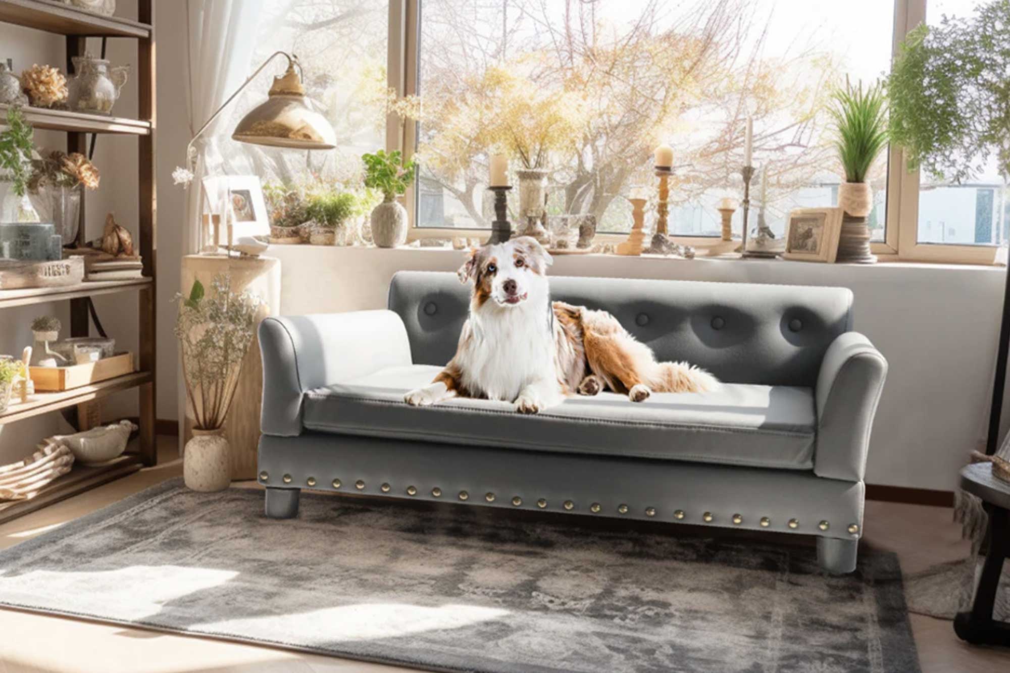 Dogs Bed D